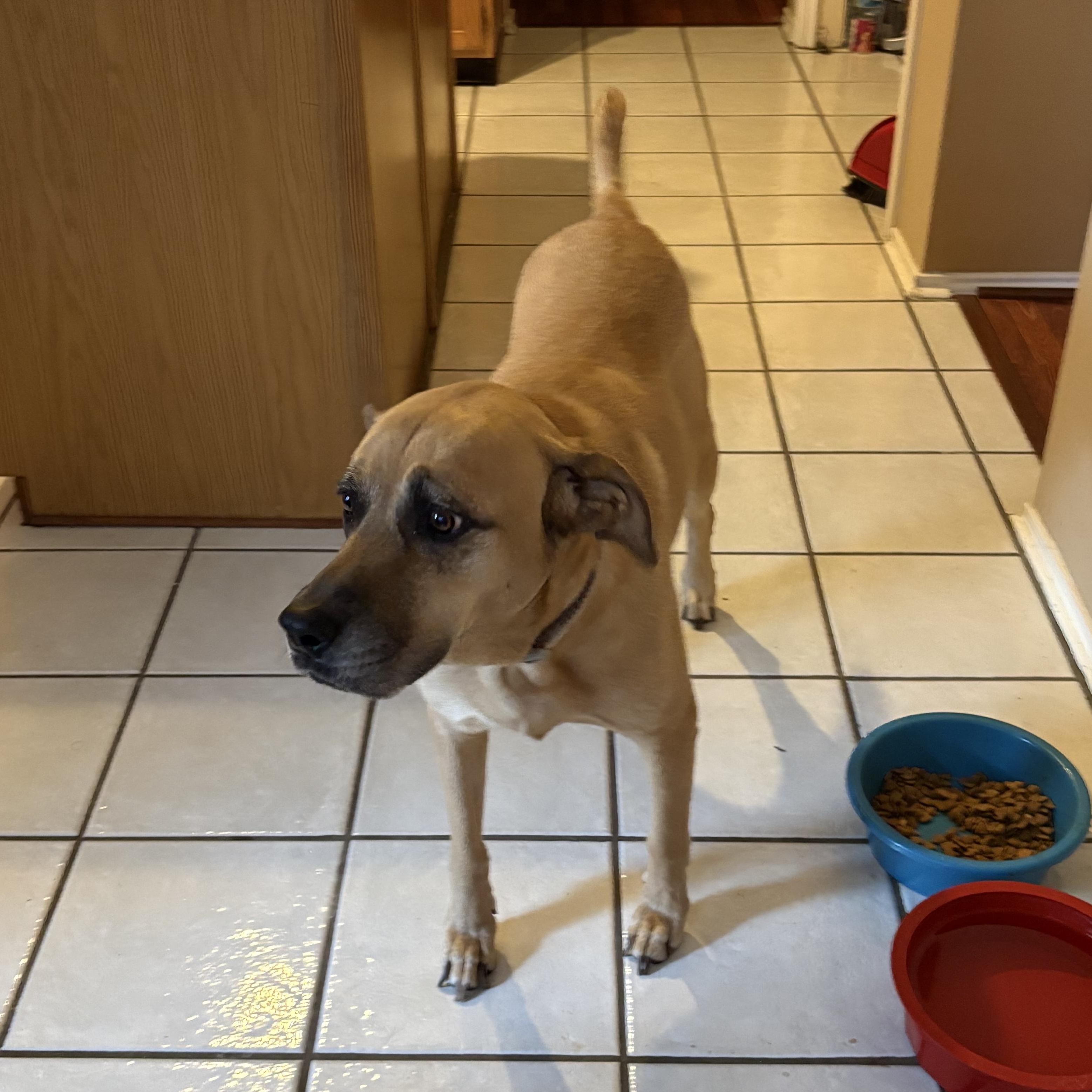 Enlarge ZOE, a Adoptable mixed breed in Woodburn, OR image 4/6