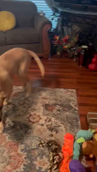 Enlarge ZOE, a Adoptable mixed breed in Woodburn, OR video 6/6