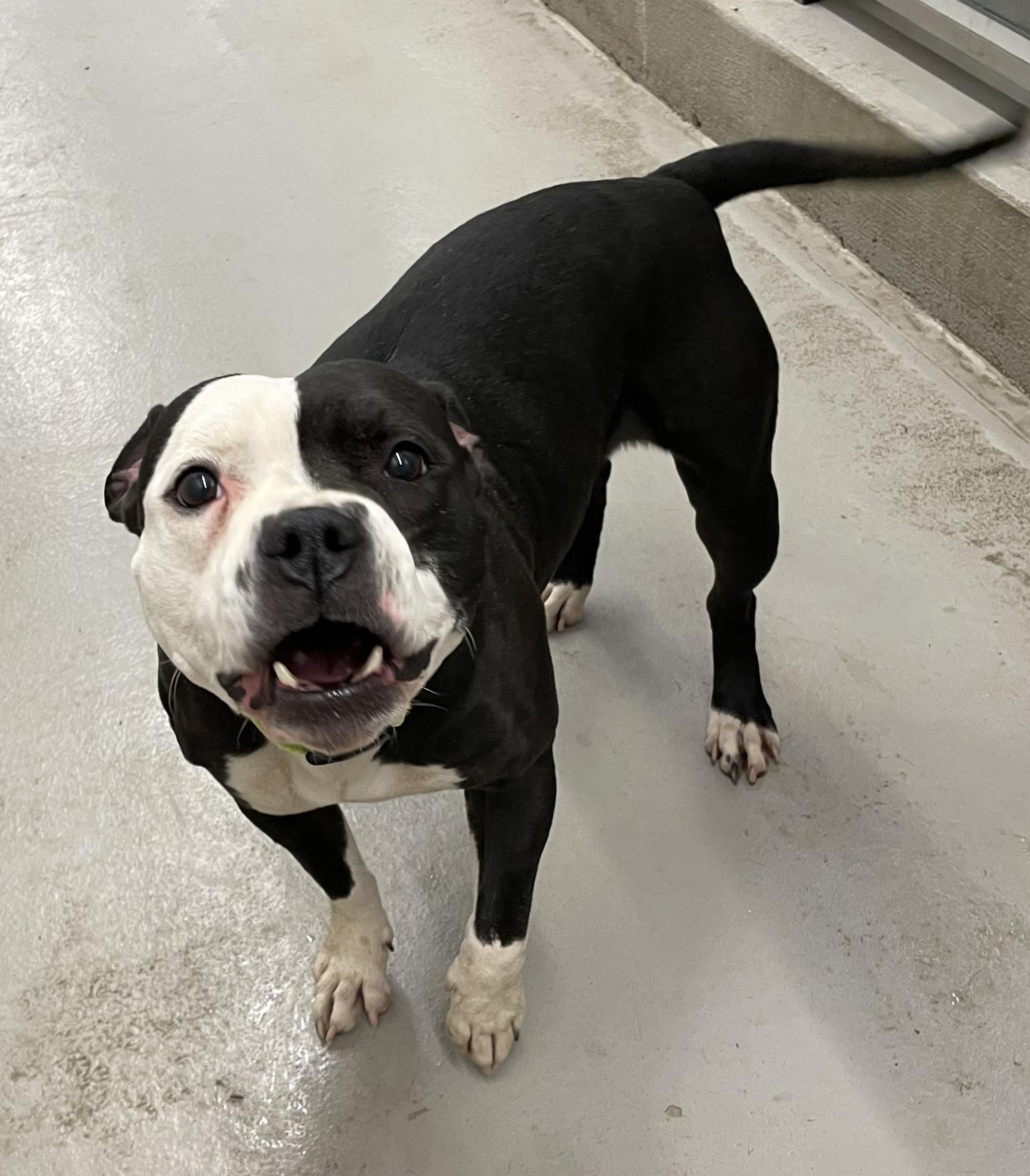 Enlarge Jess AVAILABLE , a ADOPTABLE American Bulldog in Canton, OH image 3/5