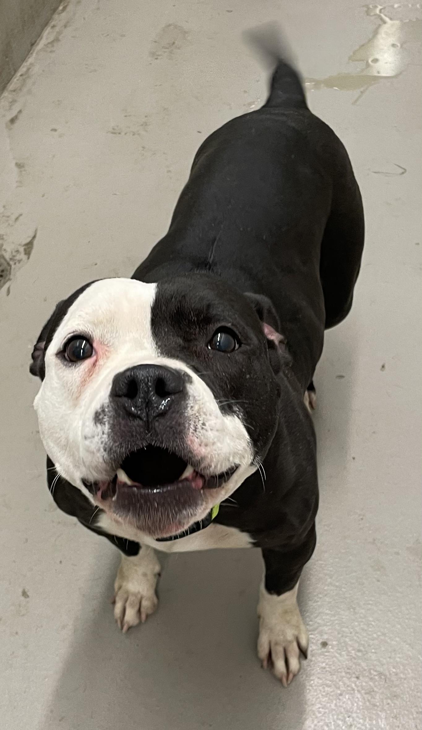 Enlarge Jess AVAILABLE , a ADOPTABLE American Bulldog in Canton, OH image 1/5