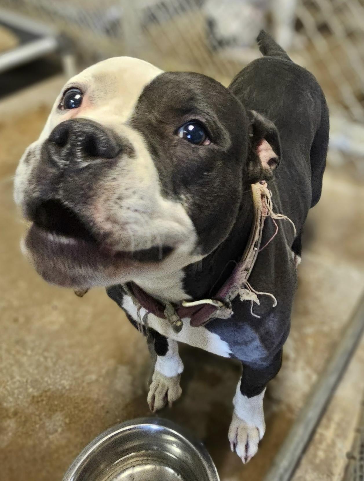 Enlarge Jess AVAILABLE , a ADOPTABLE American Bulldog in Canton, OH image 4/5