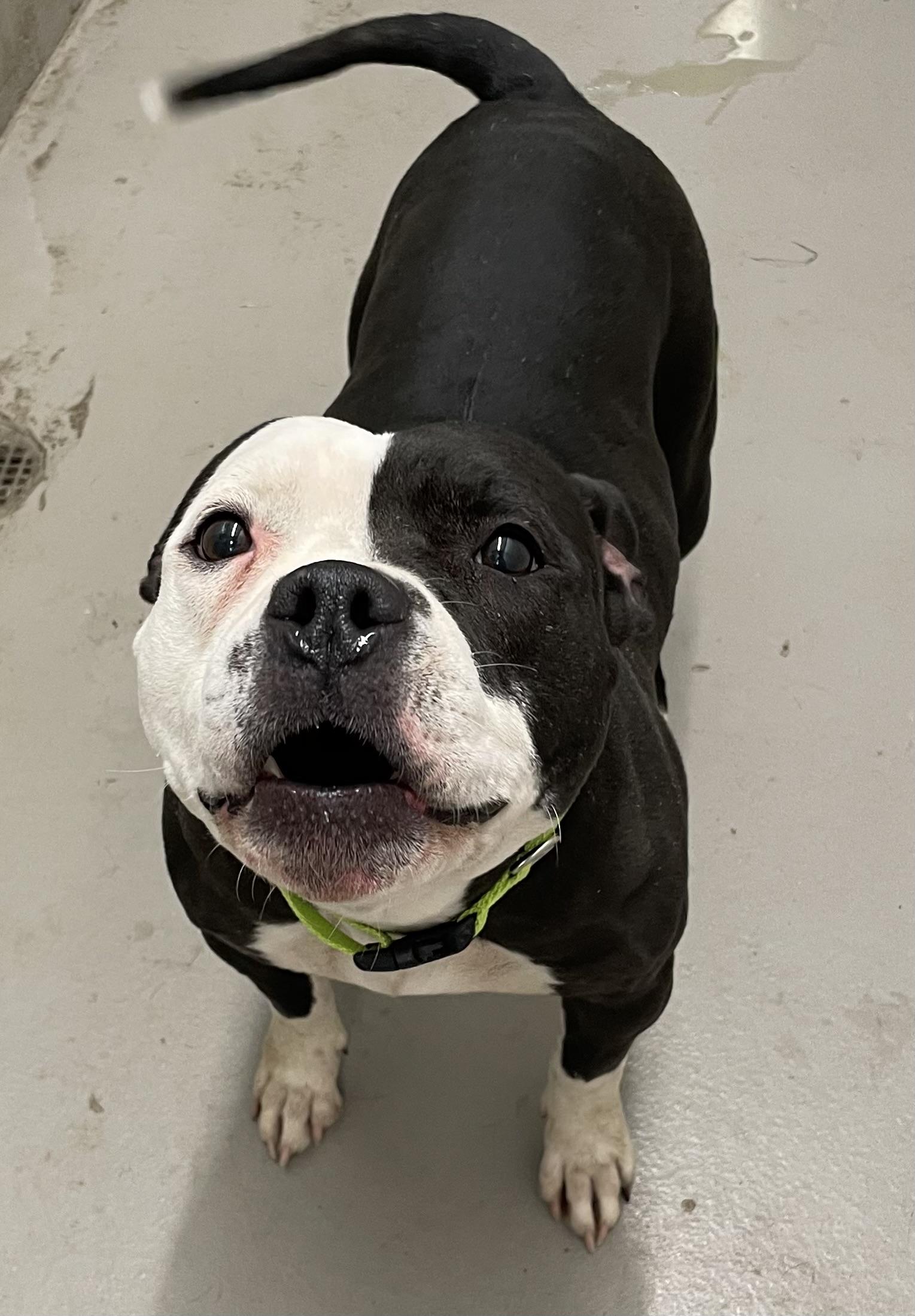 Enlarge Jess AVAILABLE , a ADOPTABLE American Bulldog in Canton, OH image 2/5