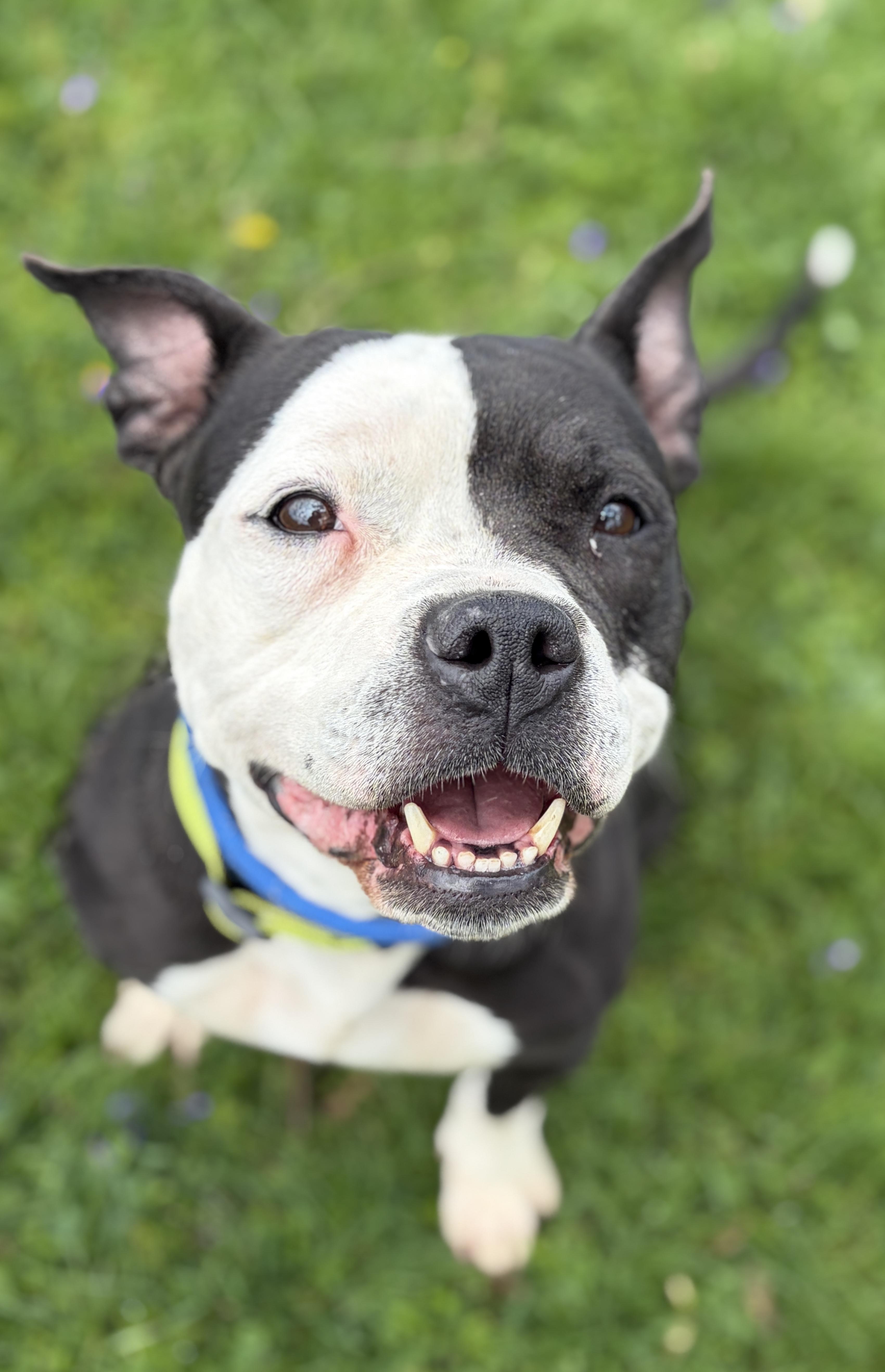 Enlarge Jess AVAILABLE , a ADOPTABLE American Bully in Canton, OH image 1/5