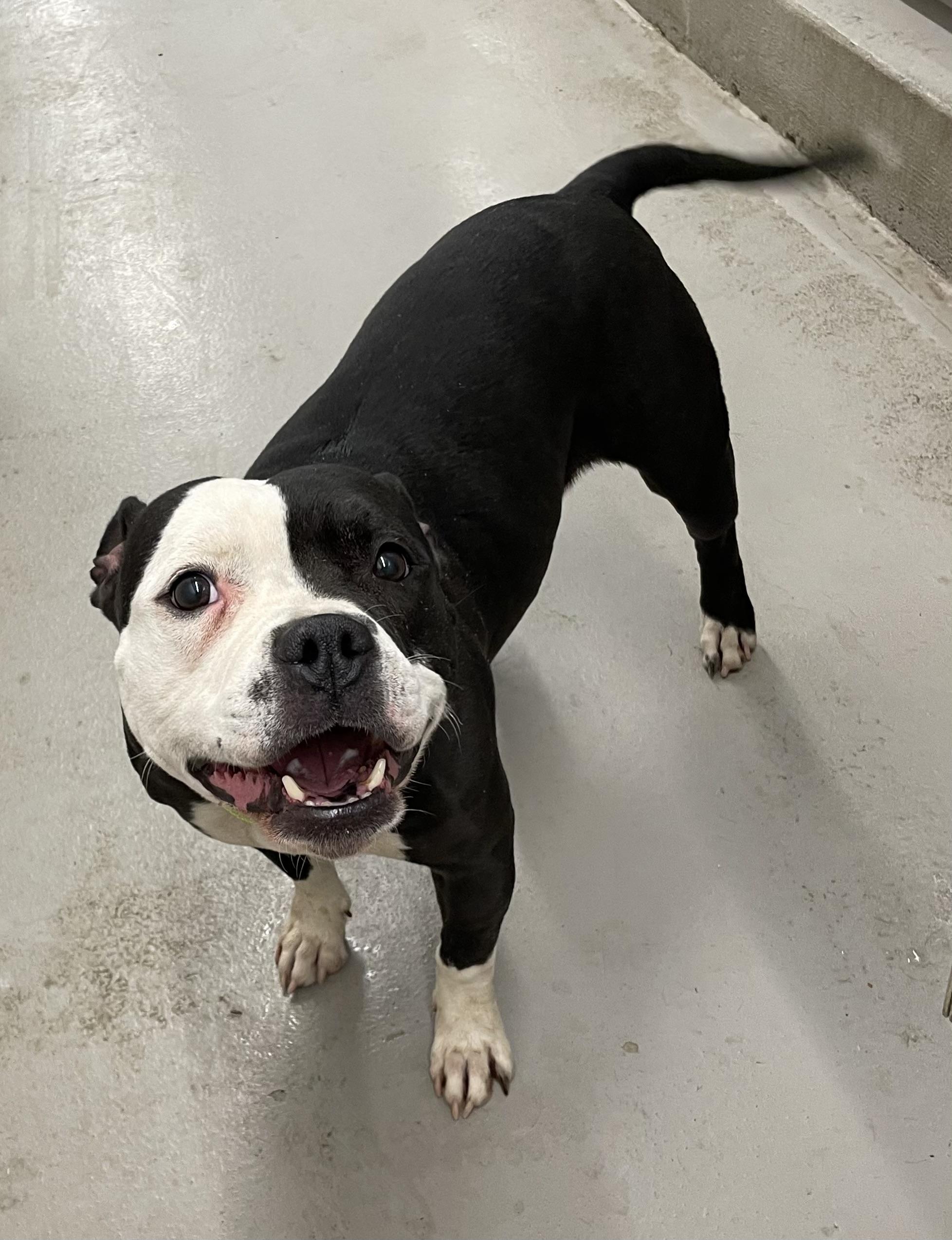 Enlarge Jess AVAILABLE , a ADOPTABLE American Bulldog in Canton, OH image 5/5