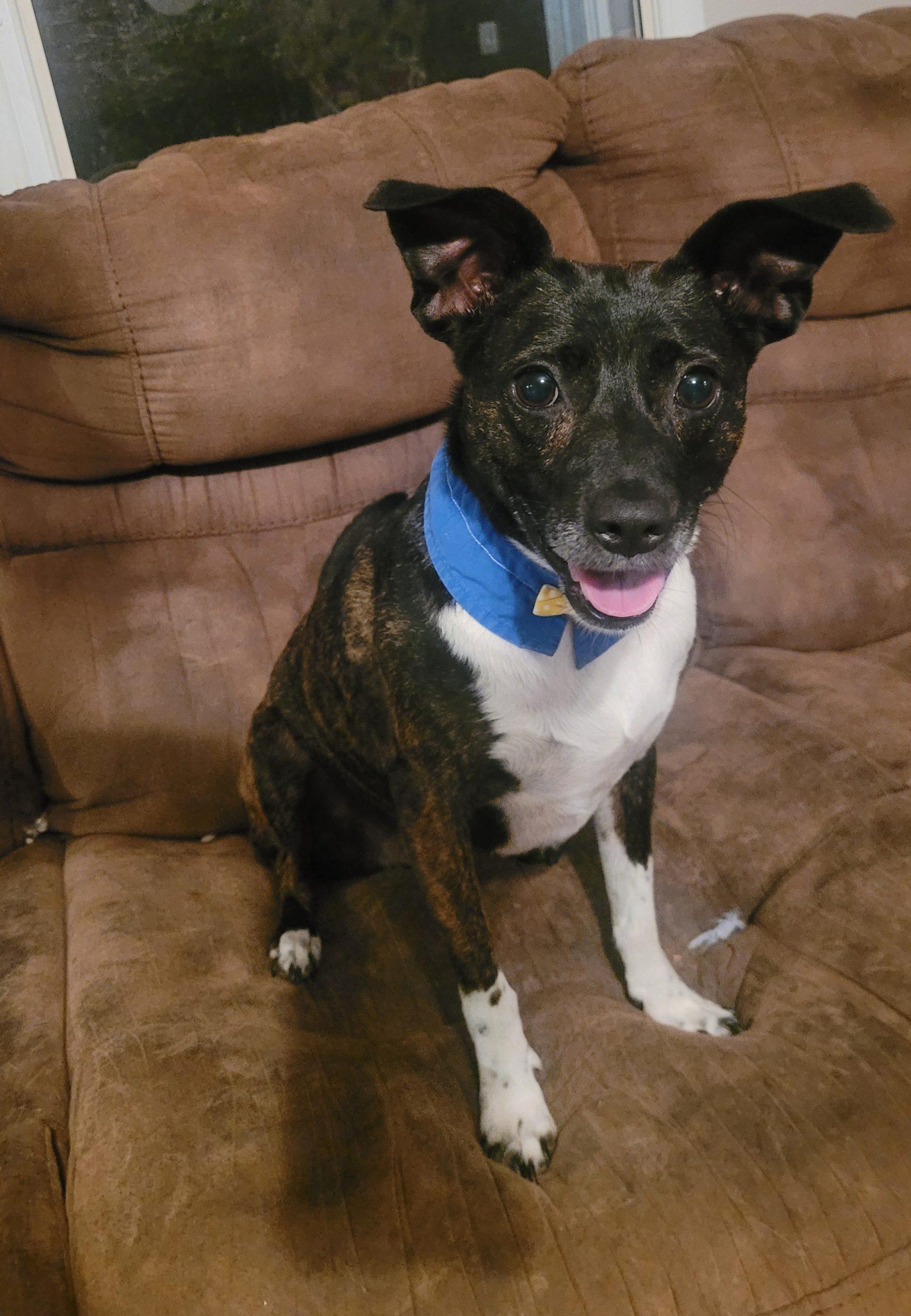 Simba 5661 D, a Adoptable mixed breed in Frankfort, KY image 2/6
