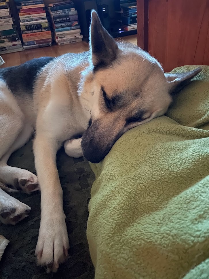 Enlarge Milla, a Adopted mixed breed in Los Angeles, CA image 2/5