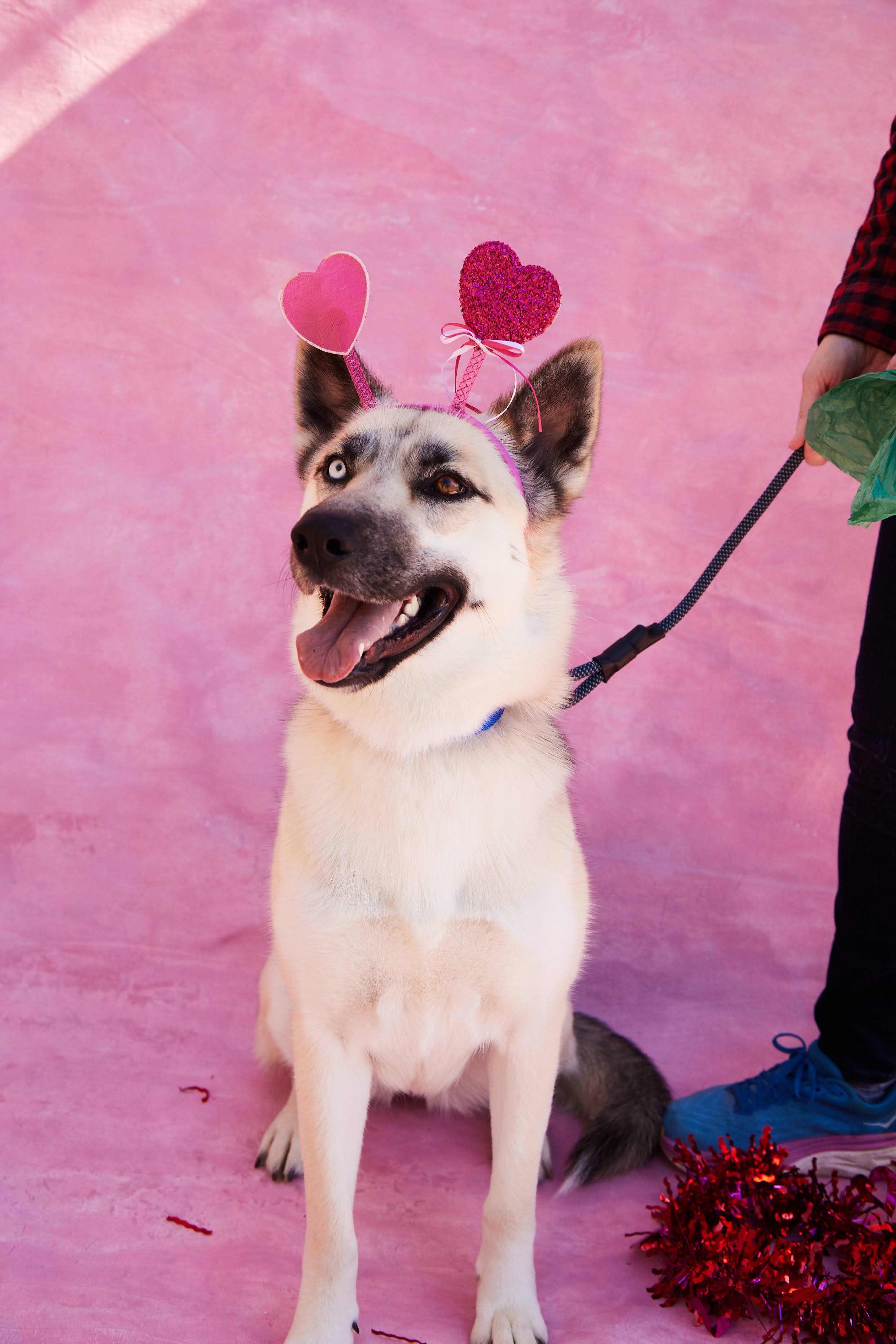 Enlarge Milla, a Adopted mixed breed in Los Angeles, CA image 3/5