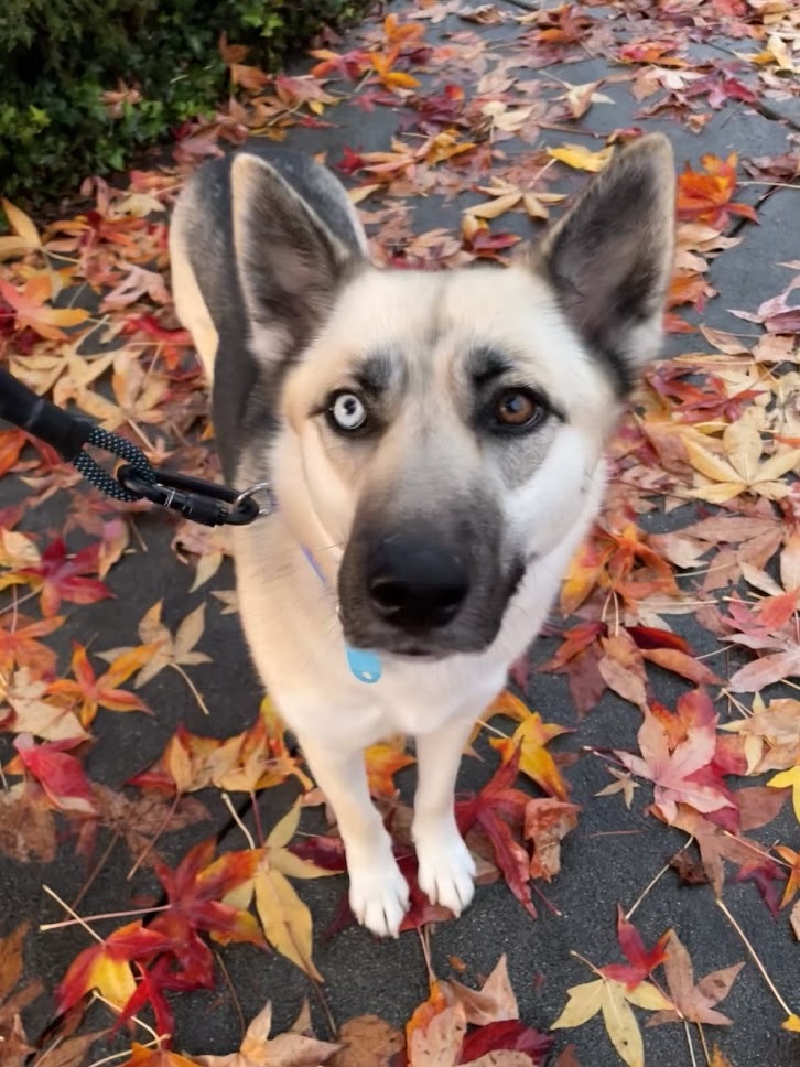 Enlarge Milla, a Adopted mixed breed in Los Angeles, CA image 4/5