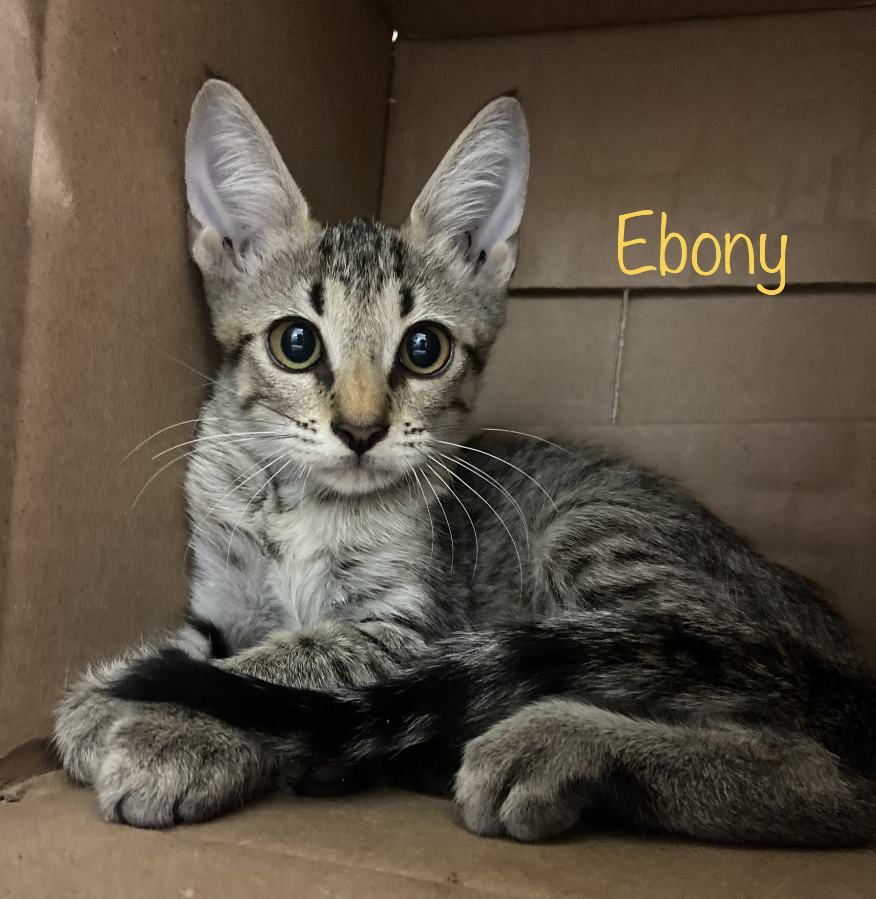 Ebony, an adoptable Domestic Short Hair in Mabank, TX, 75156 | Photo Image 2