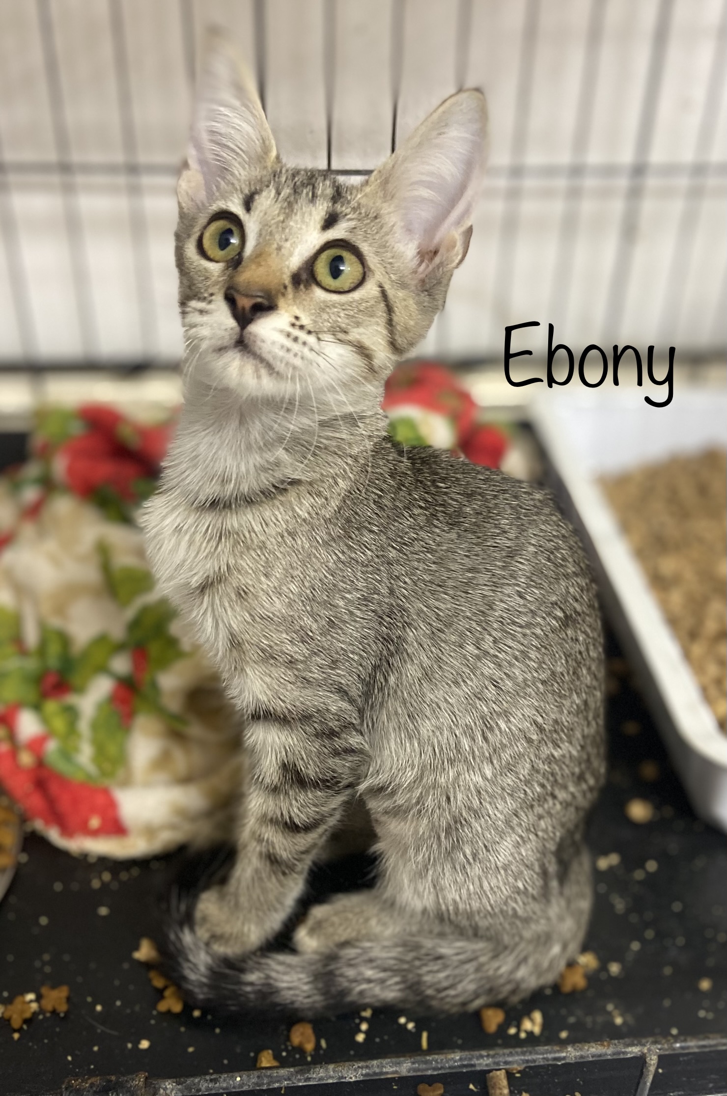 Ebony, an adoptable Domestic Short Hair in Mabank, TX, 75156 | Photo Image 3