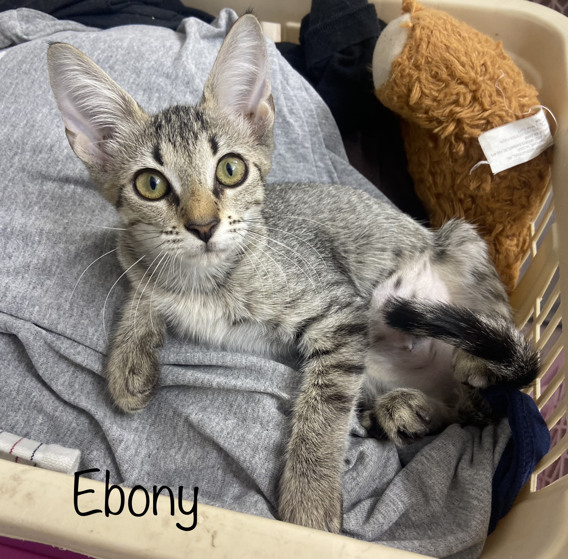 Ebony, an adoptable Domestic Short Hair in Mabank, TX, 75156 | Photo Image 4