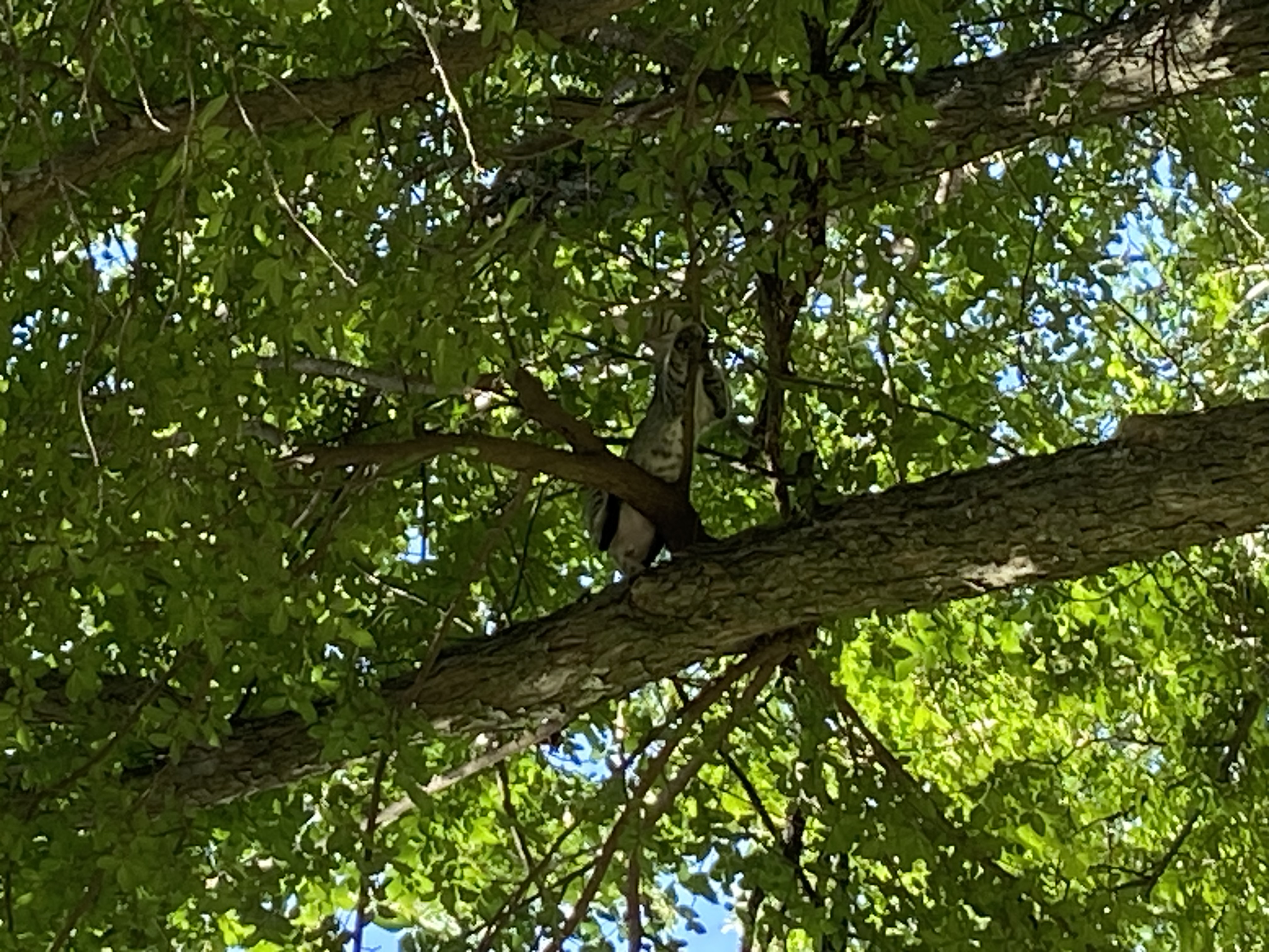 Ebony, an adoptable Domestic Short Hair in Mabank, TX, 75156 | Photo Image 6