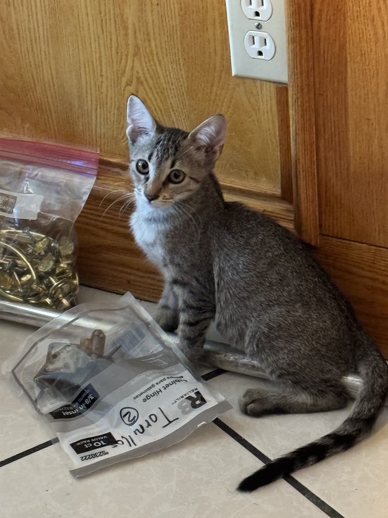 Ebony, an adoptable Domestic Short Hair in Mabank, TX, 75156 | Photo Image 1
