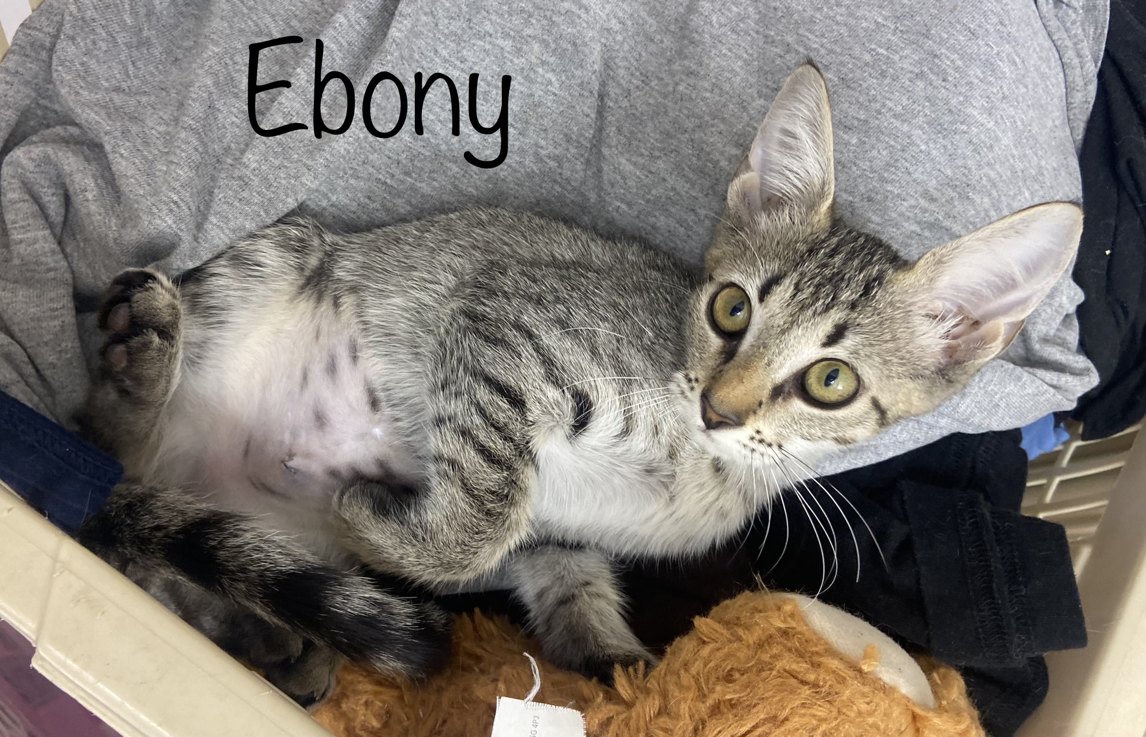 Ebony, an adoptable Domestic Short Hair in Mabank, TX, 75156 | Photo Image 5