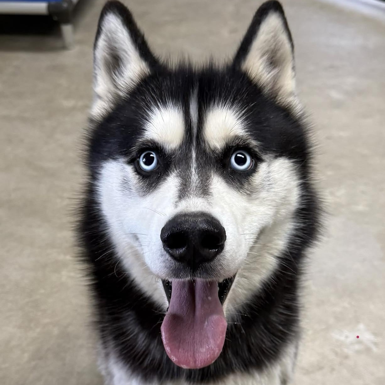Connor, ADOPTABLE, Young Male Husky.