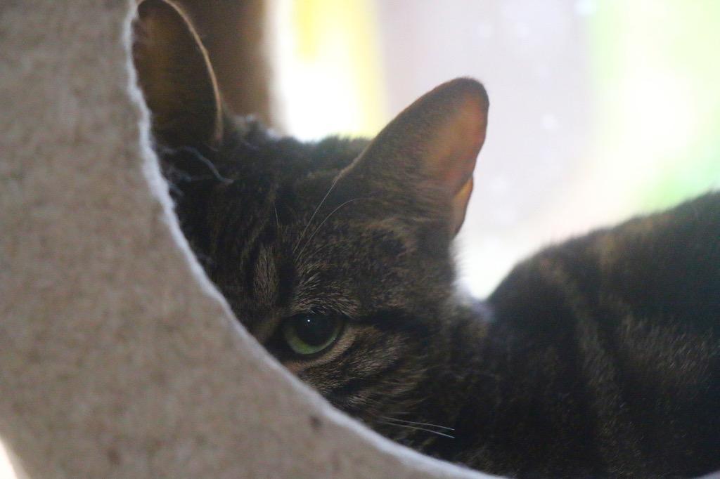 Tiggi 25, Adoptable, Young Female Tabby & Domestic Short Hair.