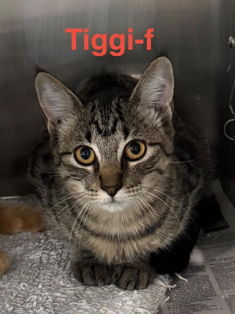 Enlarge Tiggi 25, a Adoptable mixed breed in Brookhaven, MS image 2/2