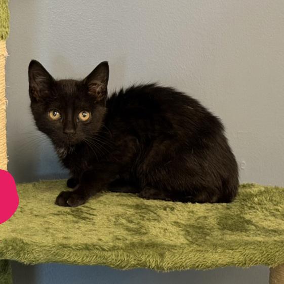 Donut, a Adoptable Domestic Short Hair in Hinsdale, IL image 1/2
