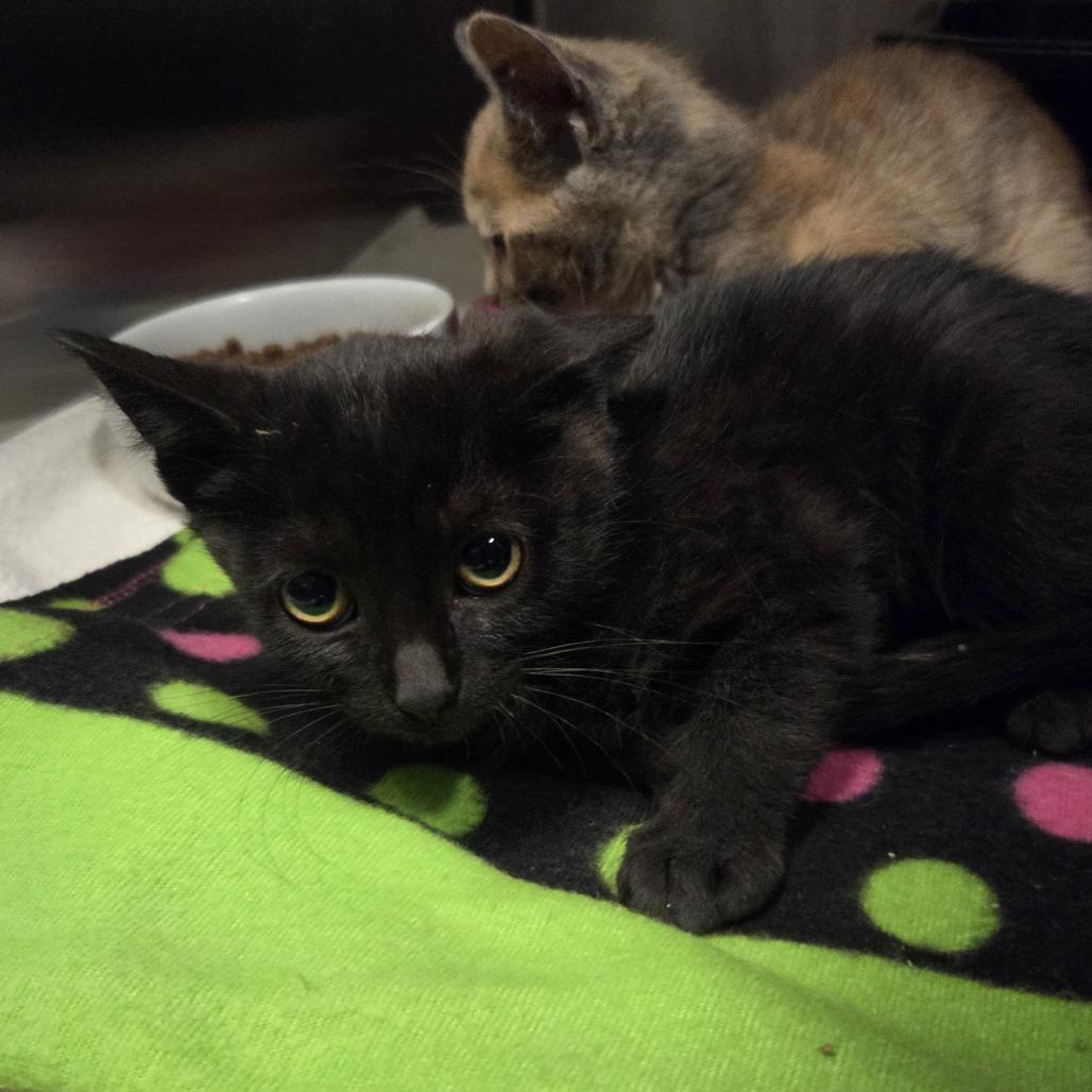 Donut, a Adoptable Domestic Short Hair in Hinsdale, IL image 2/2