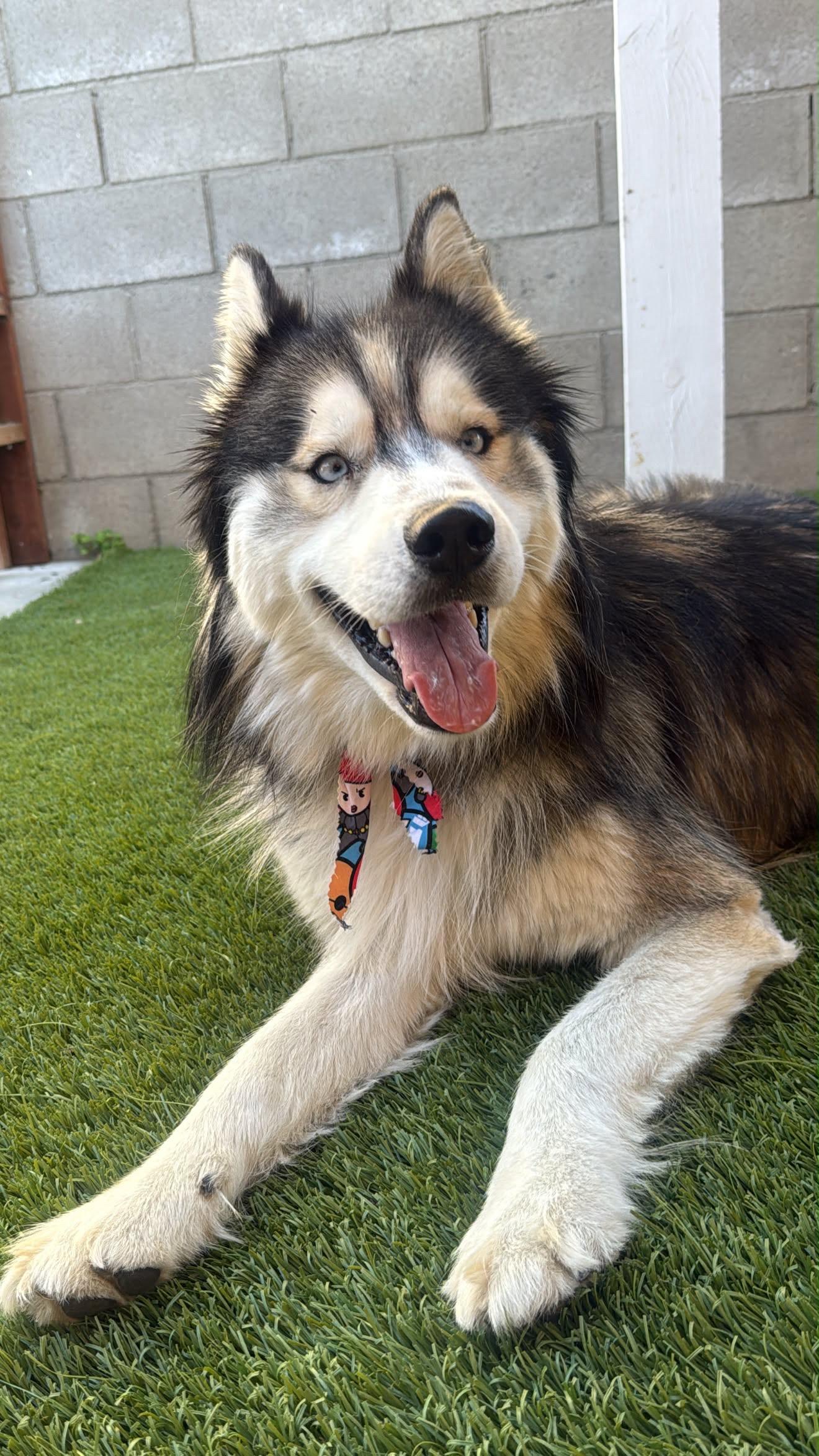 Glacier, adopted, Young Male Siberian Husky.