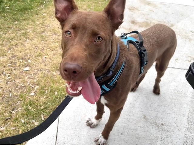 Enlarge CLEO, a Adoptable mixed breed in Toronto, ON image 1/1