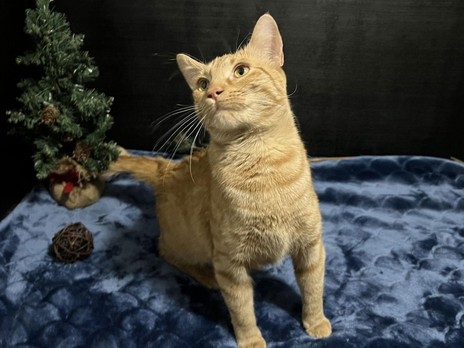 Nala, a Adoptable mixed breed in Fayetteville, GA image 1/3