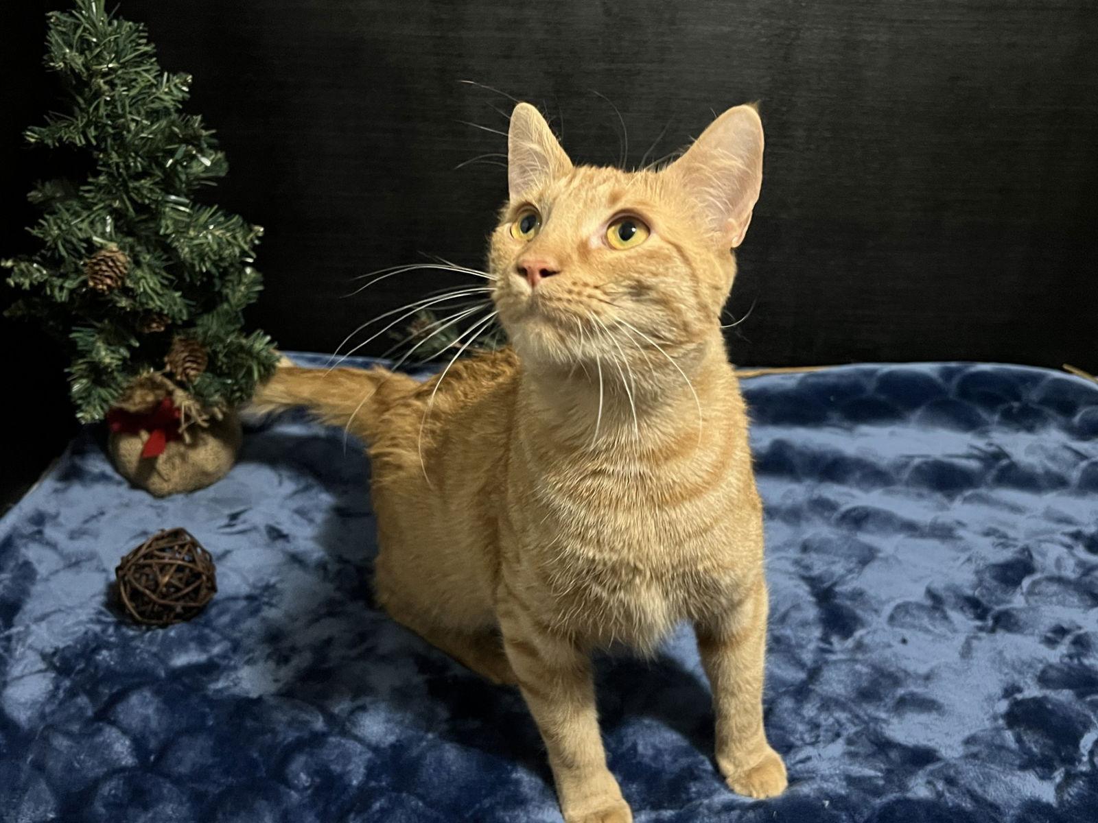 Nala, a Adoptable mixed breed in Fayetteville, GA image 2/3