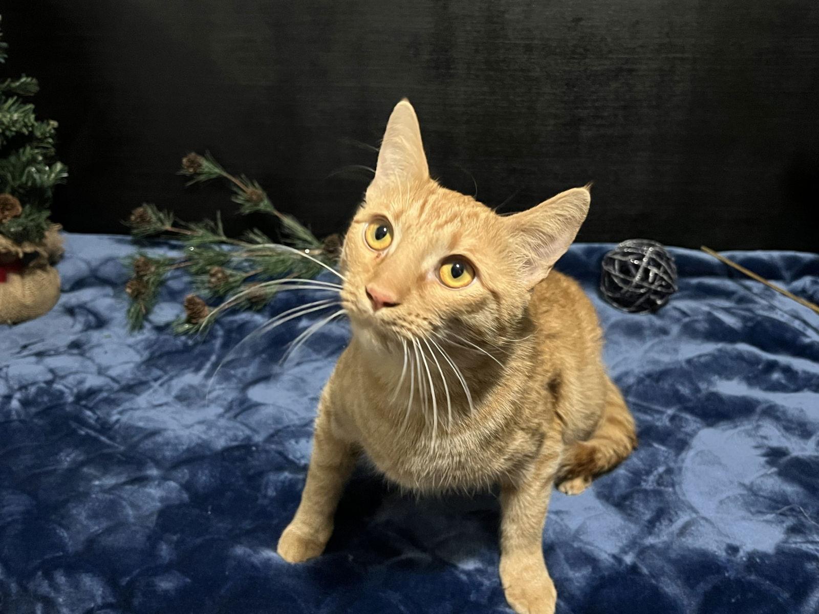 Nala, a Adoptable mixed breed in Fayetteville, GA image 3/3