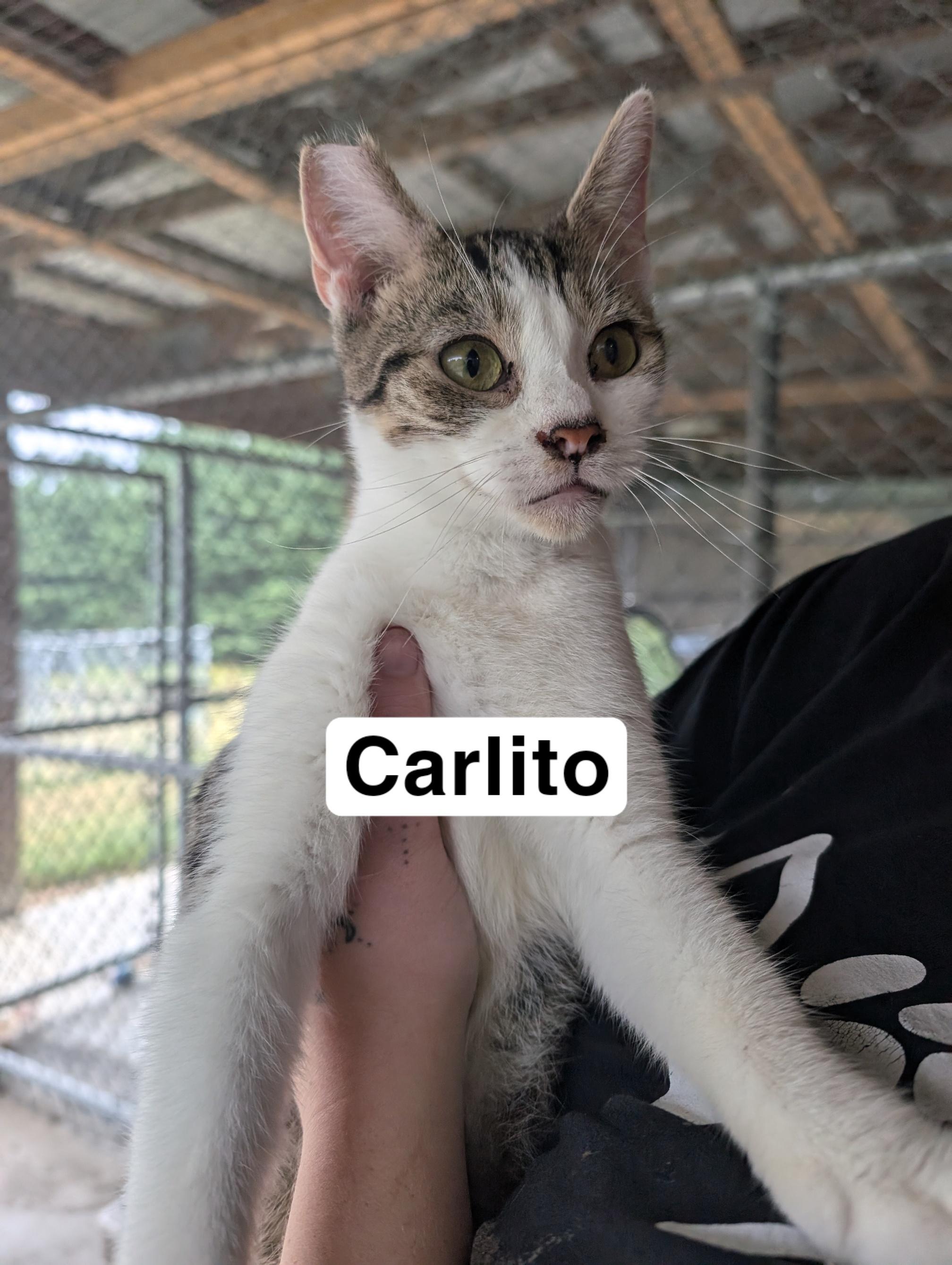 Carlito