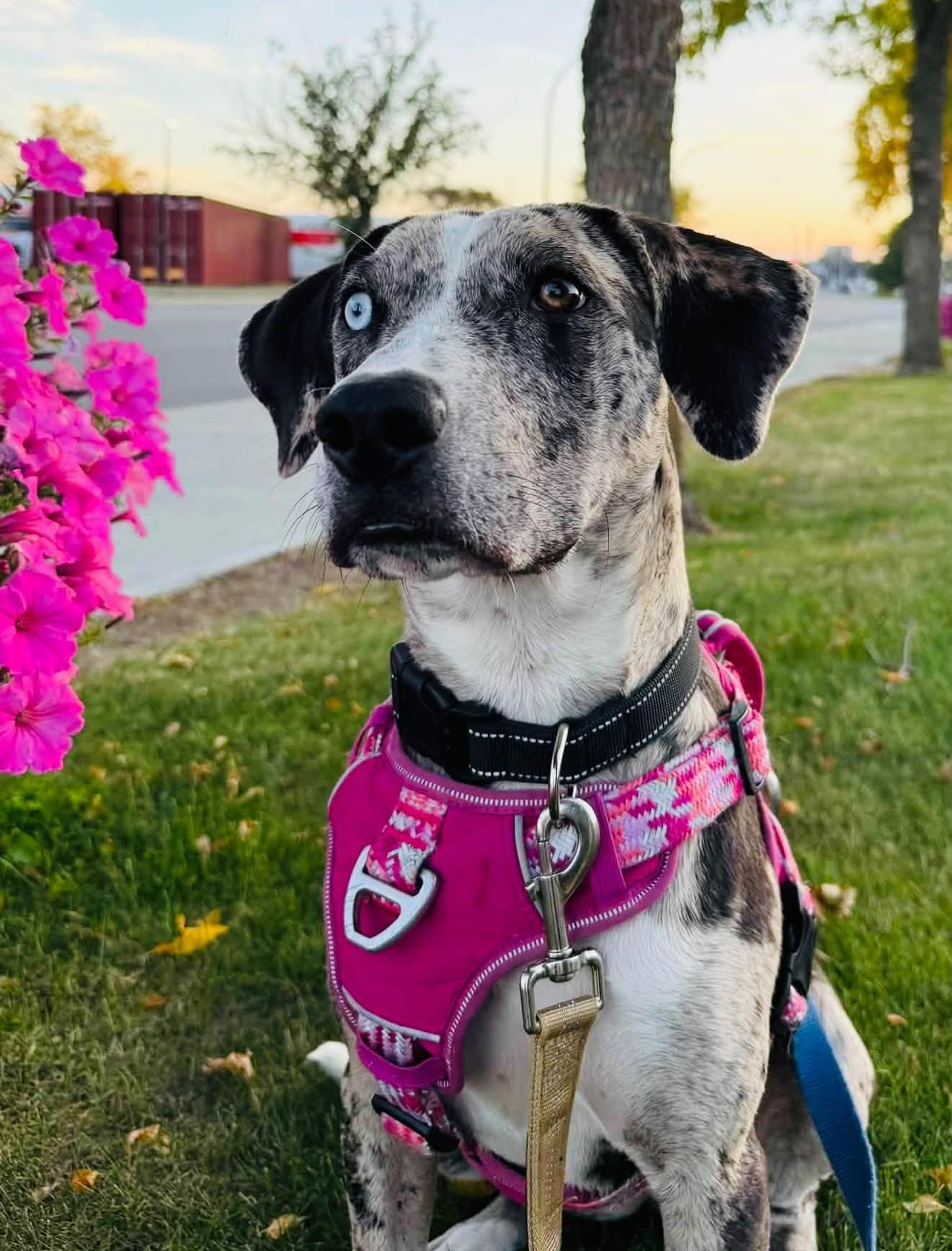 Lou, Adoptable, Puppy Male Catahoula Leopard Dog.