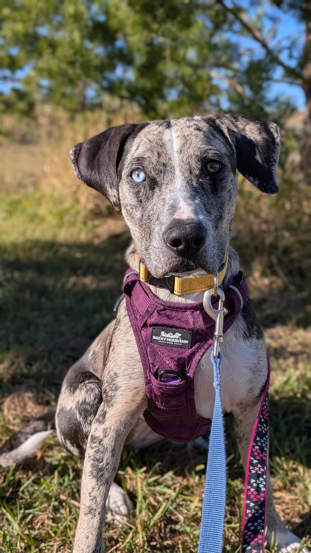 Lou, Adoptable, Puppy Female Catahoula Leopard Dog.