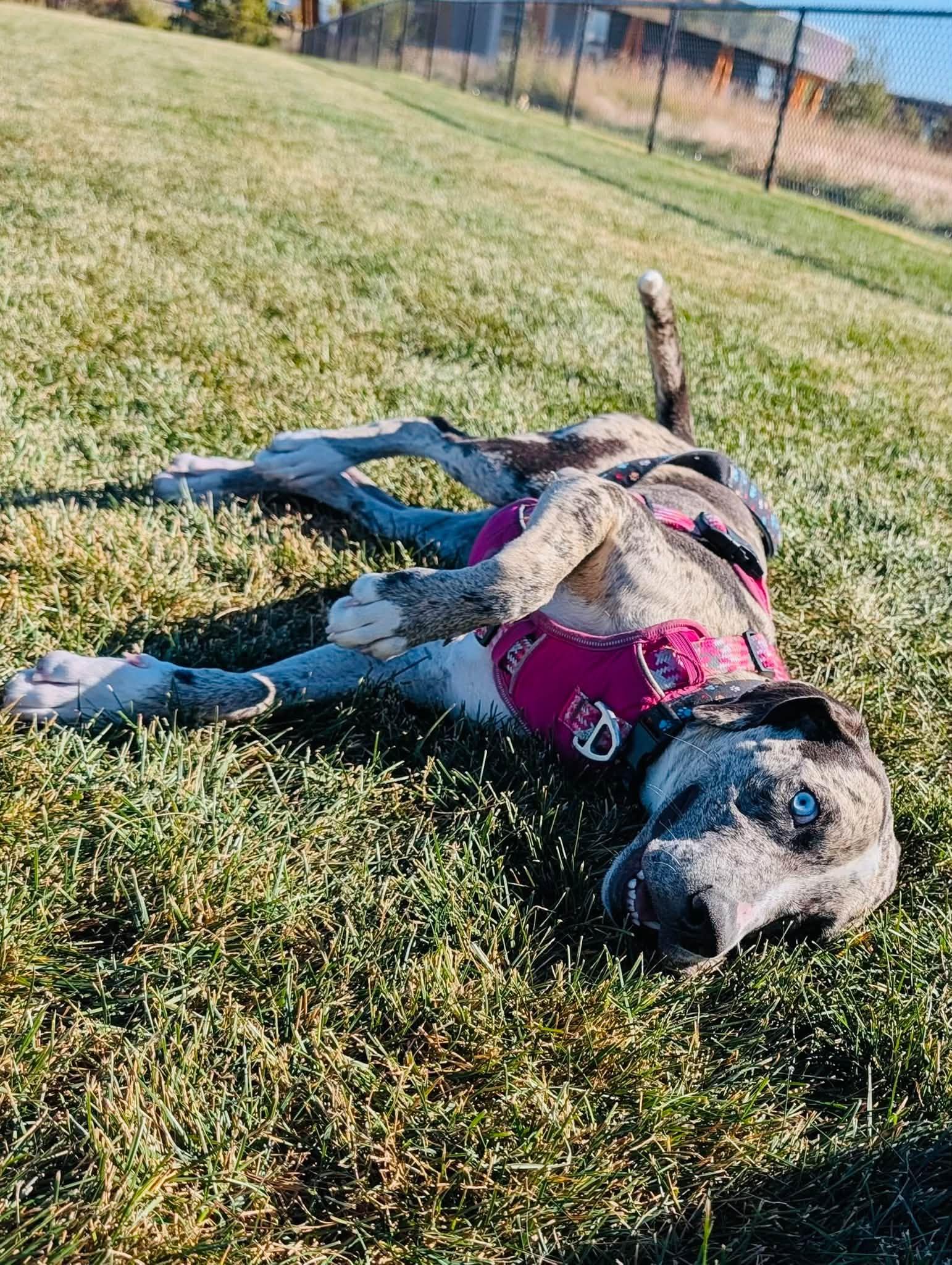 Enlarge Lou, a Adoptable mixed breed in Edmonton, AB image 2/2