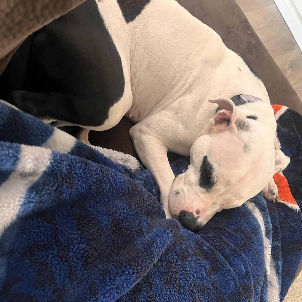 Starlit, Adoptable, Adult Female Pit Bull Terrier.