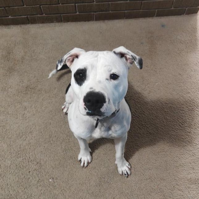 Starlit, a Adoptable Pit Bull Terrier in Columbia, MO image 2/6