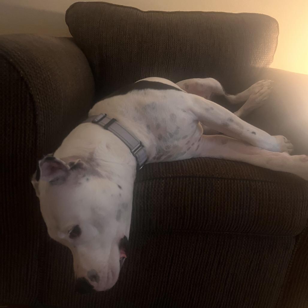 Starlit, a Adoptable Pit Bull Terrier in Columbia, MO image 3/6