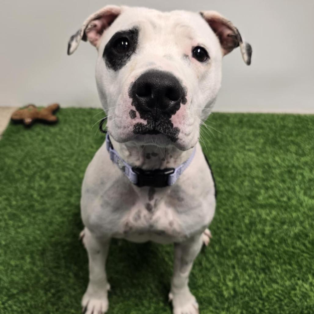 Starlit, a Adoptable Pit Bull Terrier in Columbia, MO image 4/6