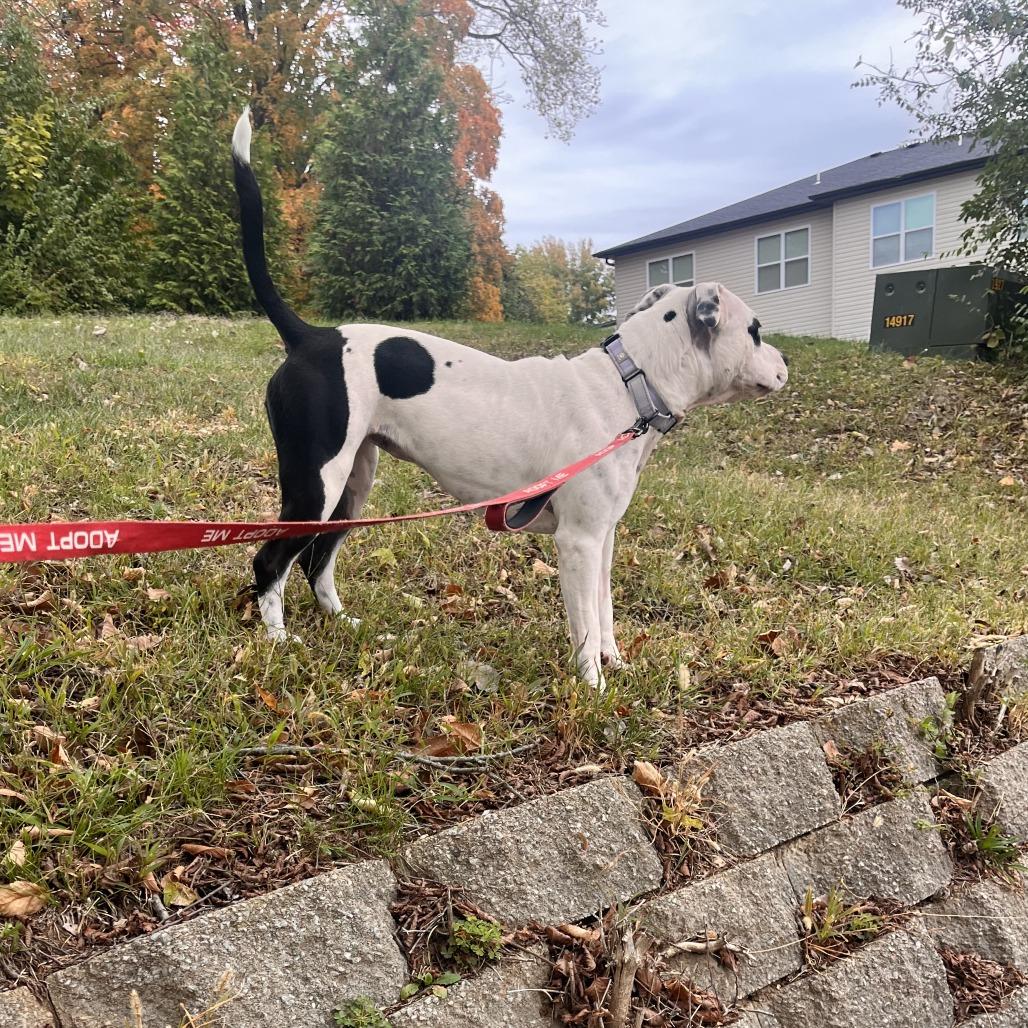 Starlit, a Adoptable Pit Bull Terrier in Columbia, MO image 5/6
