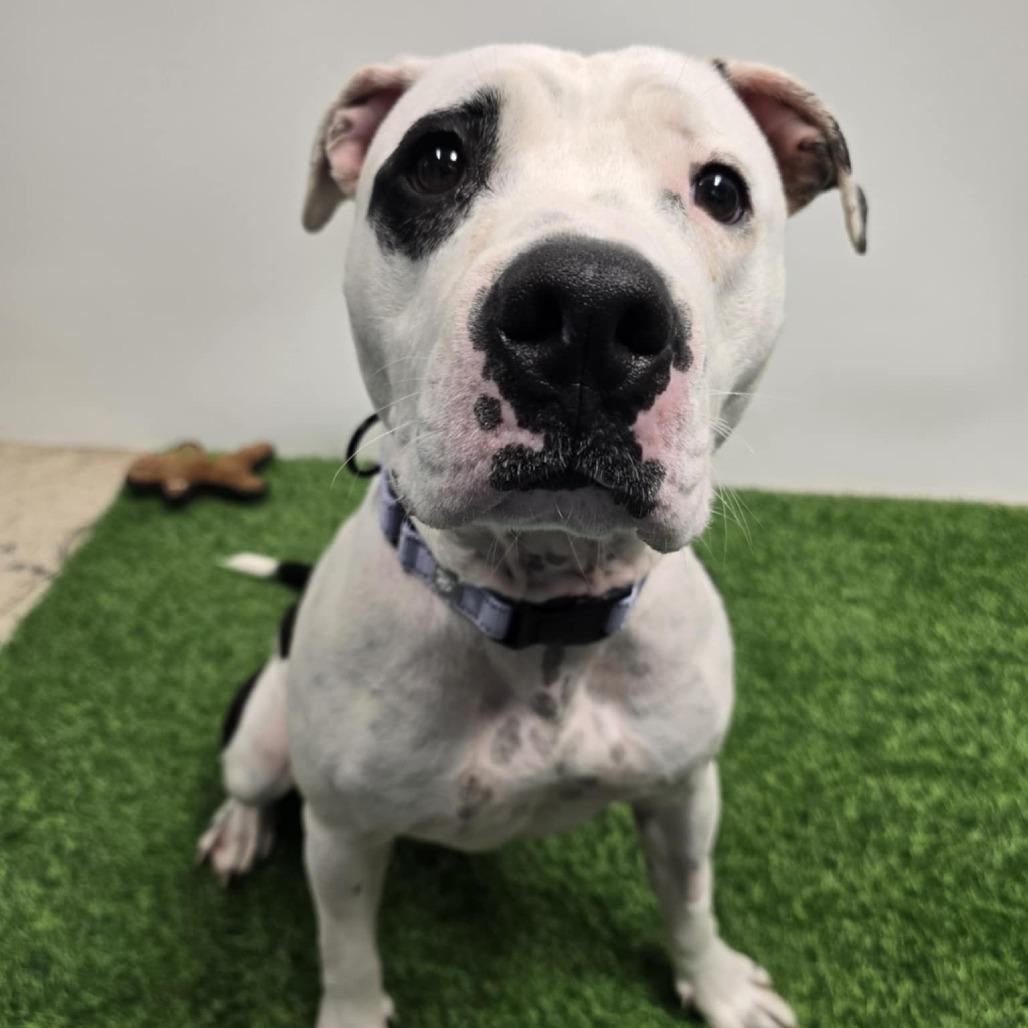 Starlit, a Adoptable Pit Bull Terrier in Columbia, MO image 6/6