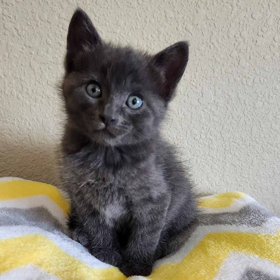 River, an adoptable Domestic Short Hair in Dickinson, ND, 58601 | Photo Image 1