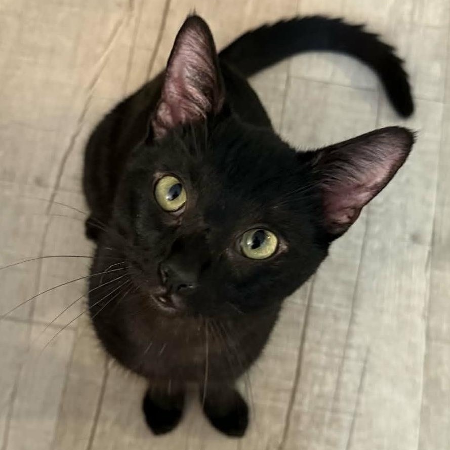 Oliver, ADOPTABLE, Adult Male Domestic Short Hair.