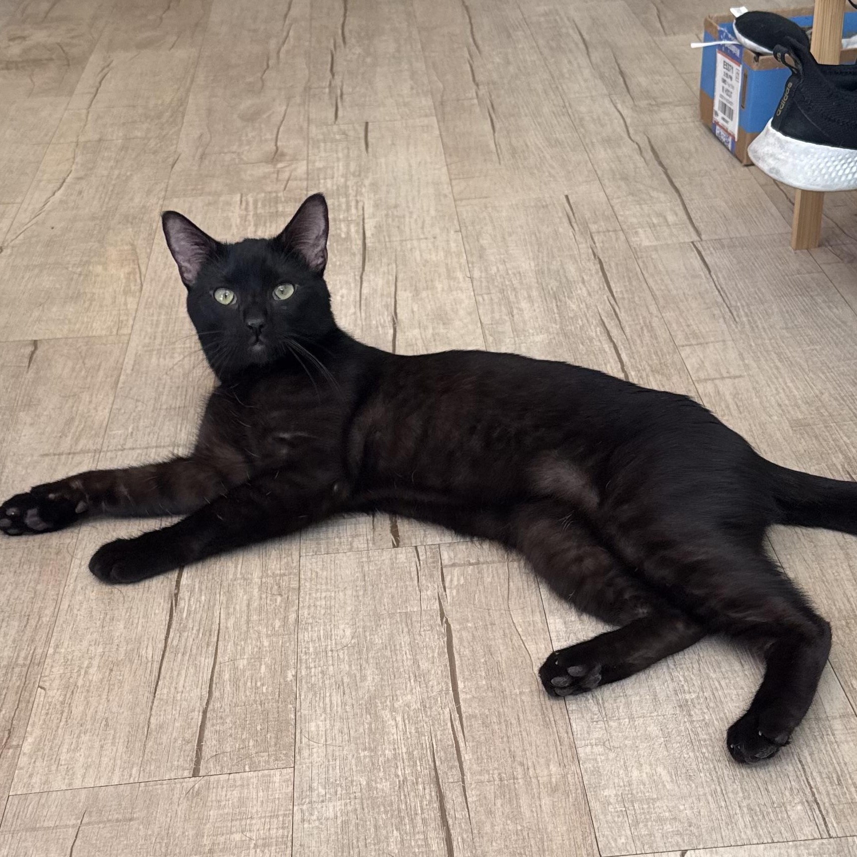 Enlarge Oliver, a ADOPTABLE Domestic Short Hair in San Diego, CA image 3/3