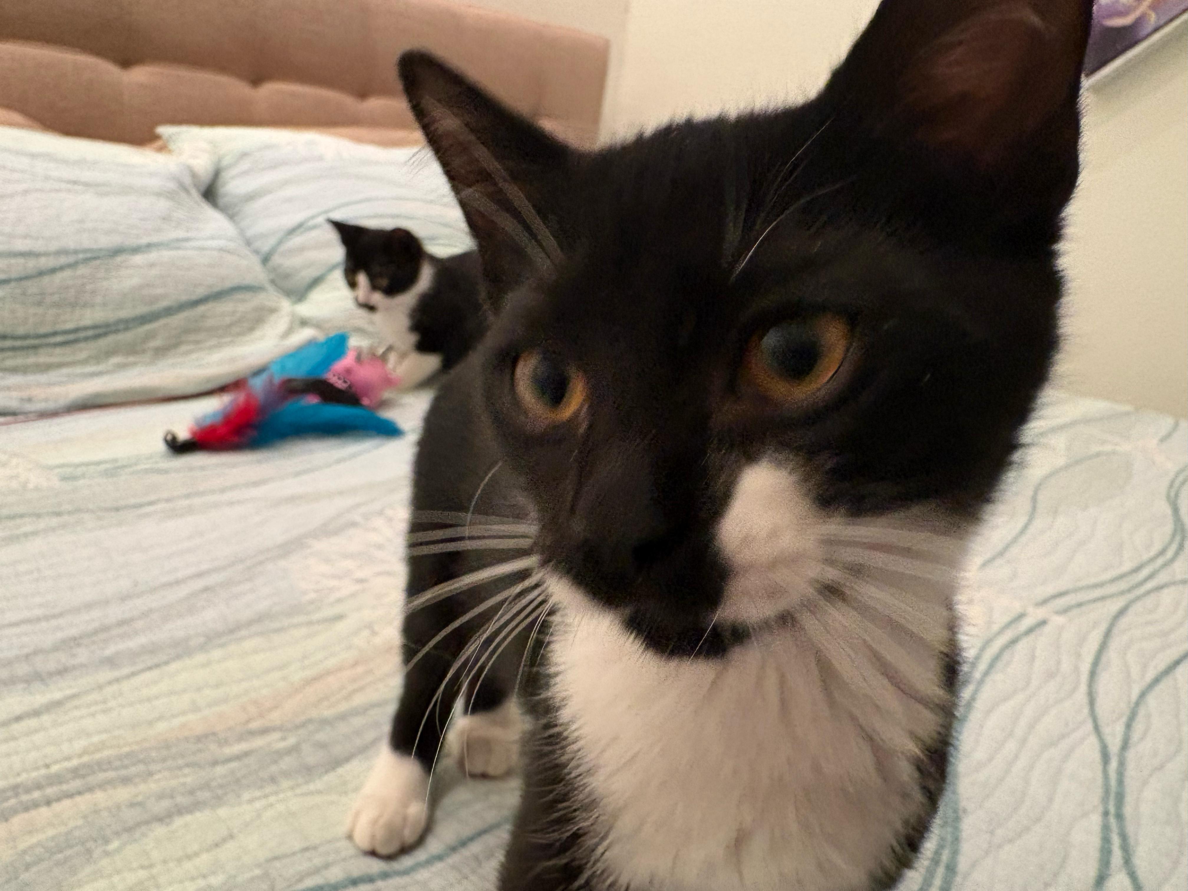 Zaru — thumbnail 2