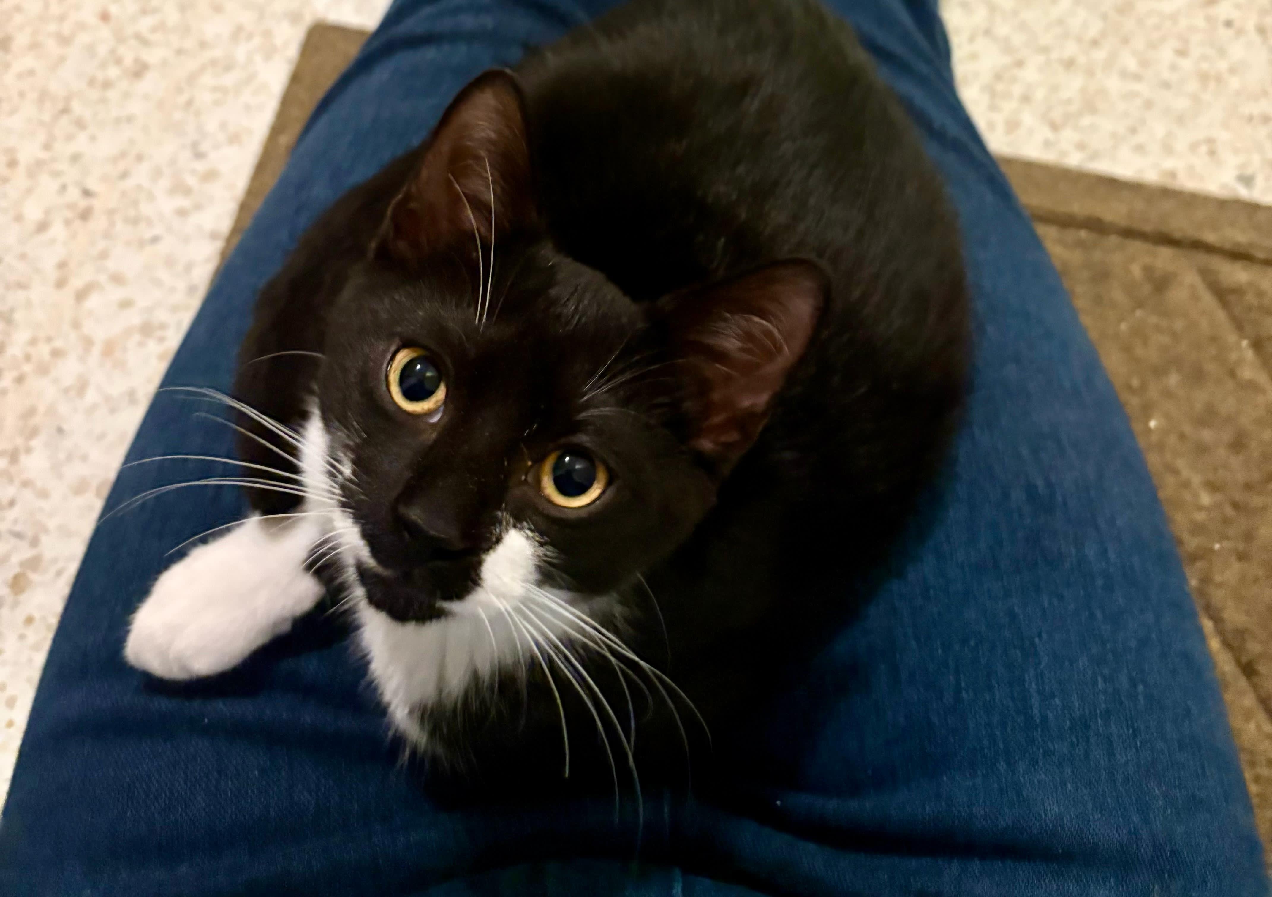 Zaru — thumbnail 3