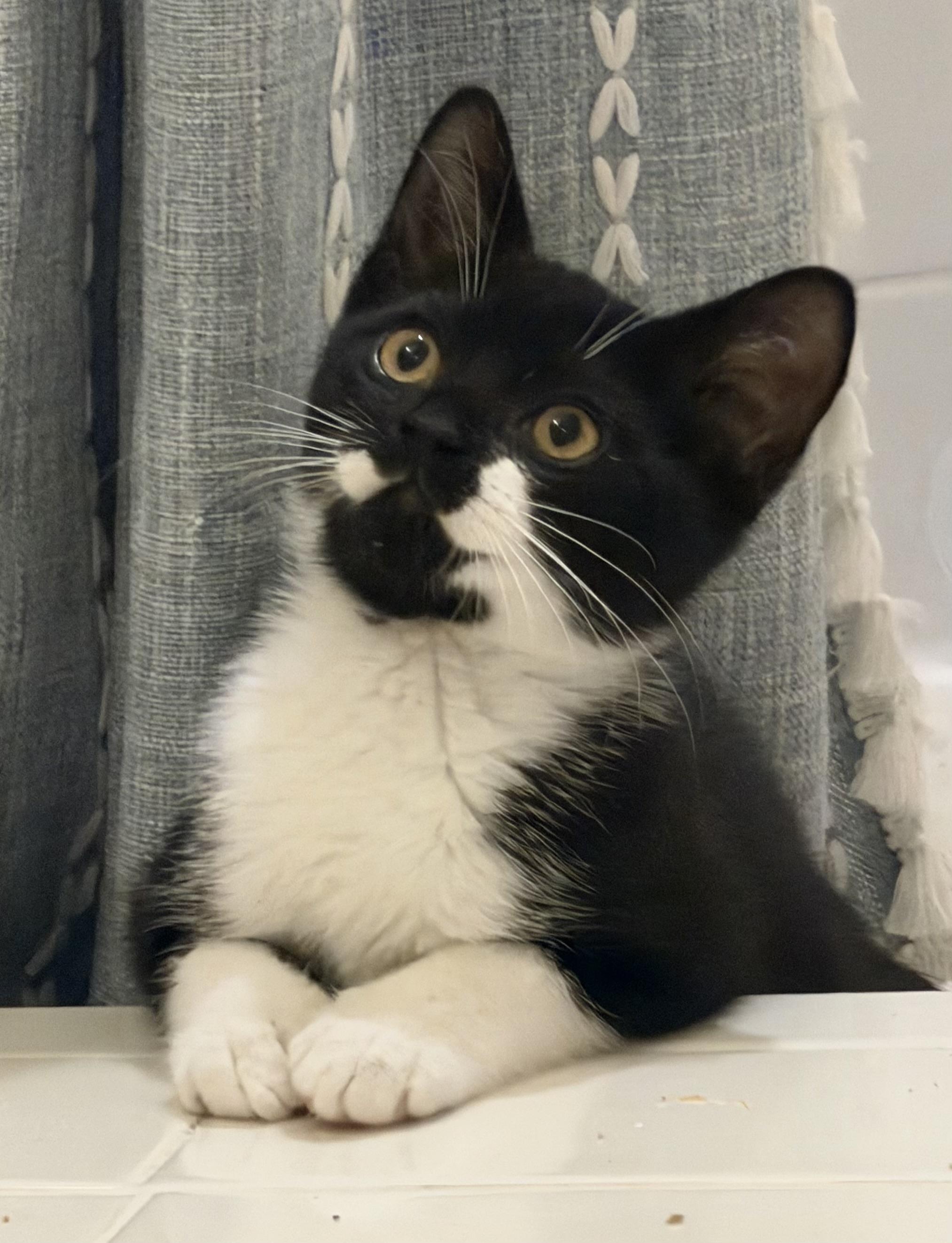 Zaru — thumbnail 5