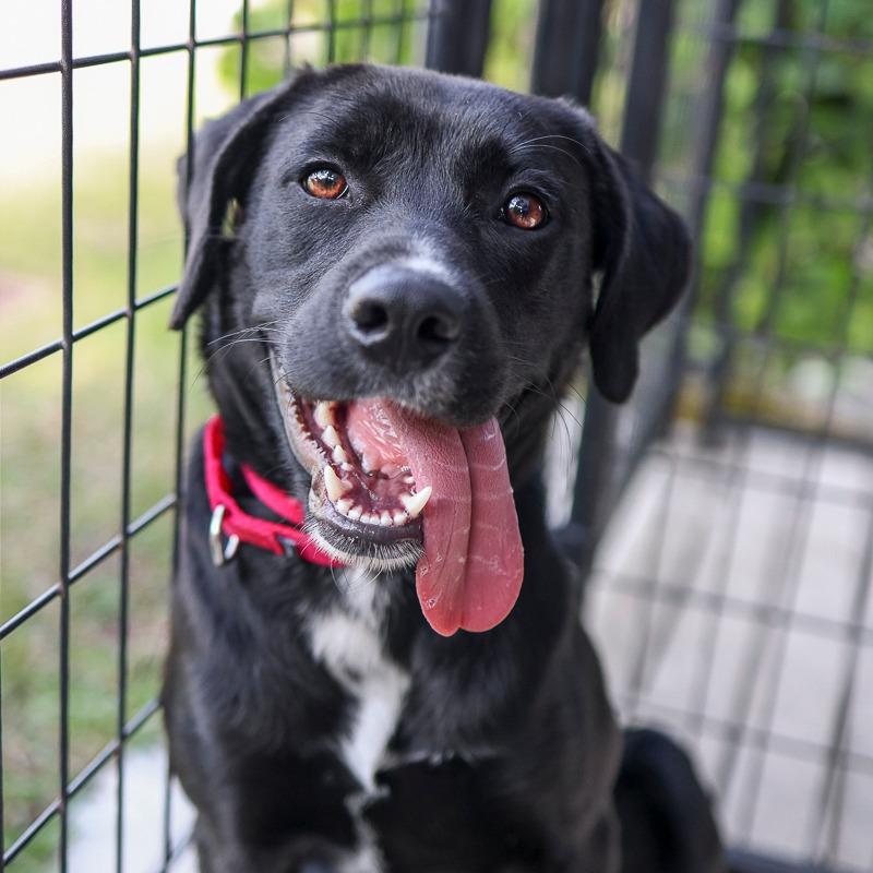 Sarah, Adoptable, Adult Female Retriever.