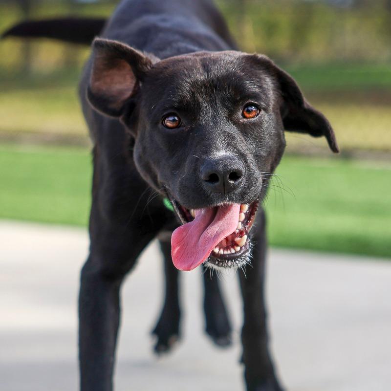 Enlarge Sarah, a Adoptable mixed breed in Bradenton, FL image 1/1