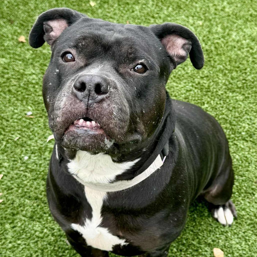 Enlarge Gorda, a Adoptable Terrier in Chattanooga, TN image 1/6