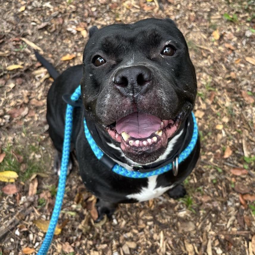 Enlarge Gorda, a Adoptable Terrier in Chattanooga, TN image 2/6