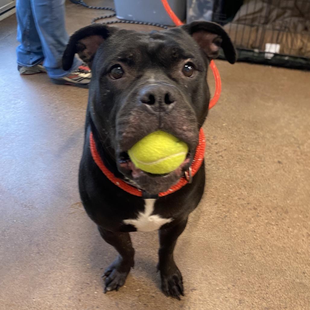 Enlarge Gorda, a Adoptable Terrier in Chattanooga, TN image 3/6