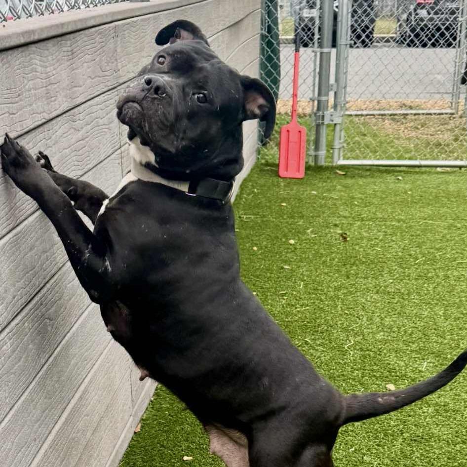 Enlarge Gorda, a Adoptable Terrier in Chattanooga, TN image 4/6